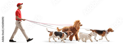 Canvas Print Young male dog walker walking dogs