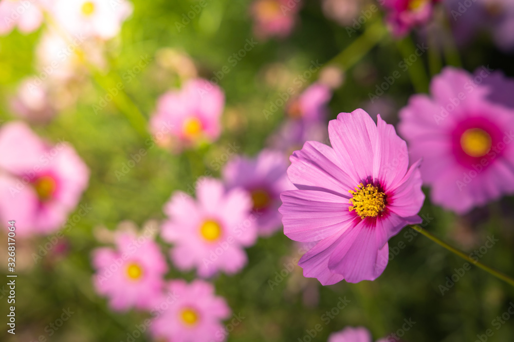 Beautiful Cosmos flowers in garden. Nature background. Beautiful Cosmos flowers in garden. Nature background.