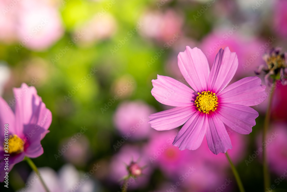 Beautiful Cosmos flowers in garden. Nature background. Beautiful Cosmos flowers in garden. Nature background.