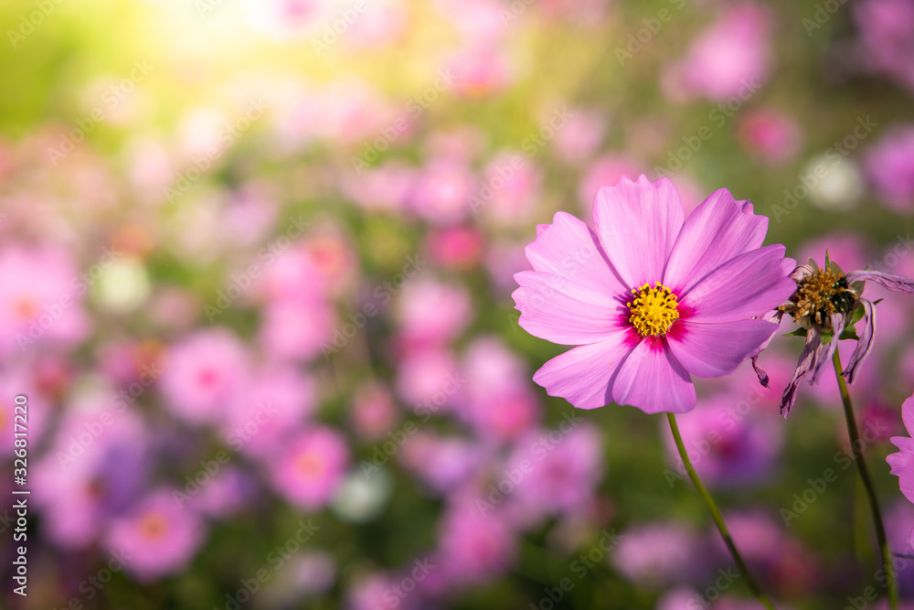  Beautiful Cosmos flowers in garden. Nature background.