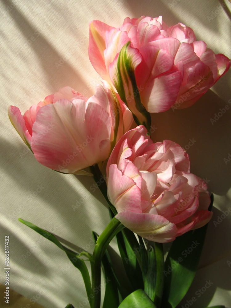 Fototapeta premium Three pink peony flowers on a sunny table. Lovely romantic gift