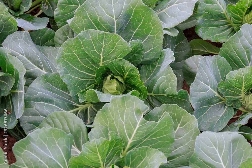 growing cabbage in early spring at home. growing cabbage in early spring at home.