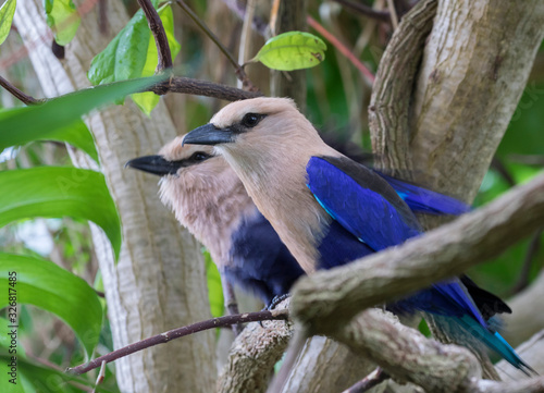 The couple of blue-bellied rollers (Coracias cyanogaster) close up photo