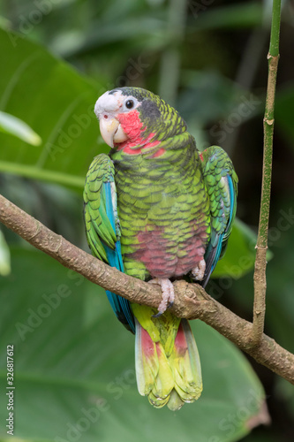 The cuban amazon parrot (Amazona leucocephala) perched on a tree branch