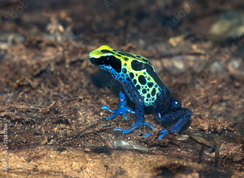 Dendrobates tinctorius, dyeing poison-arrow frog close up