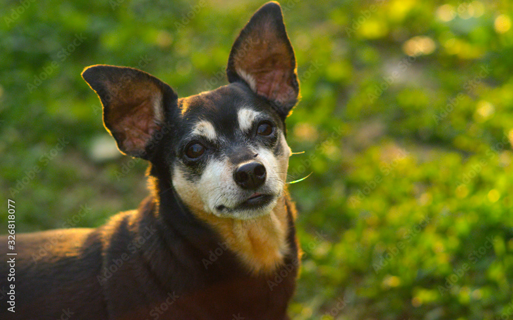 CLOSE UP: Adorable senior Miniature Pinscher in profile, looks into the camera CLOSE UP: Adorable senior Miniature Pinscher in profile, looks into the camera