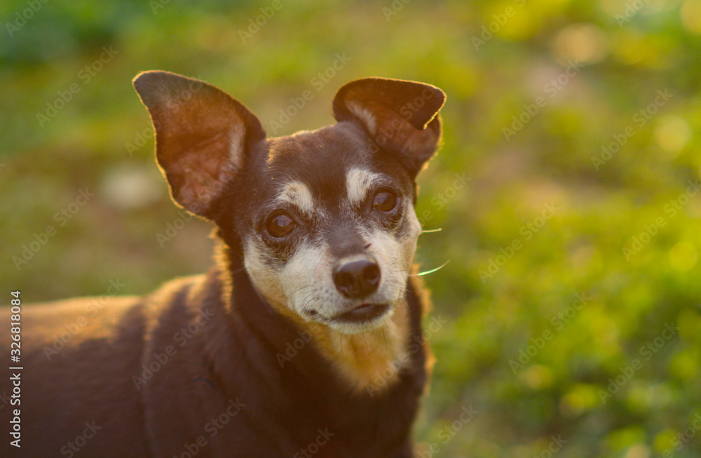 CLOSE UP: Adorable small senior dog in local park observing the surroundings CLOSE UP: Adorable small senior dog in local park observing the surroundings
