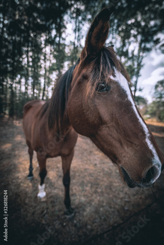 Horse © Richard