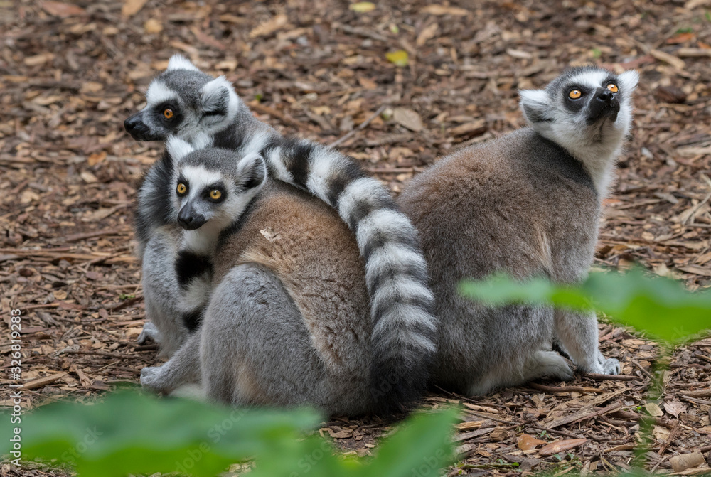 Obraz premium The ring-tailed lemur (Lemur catta)