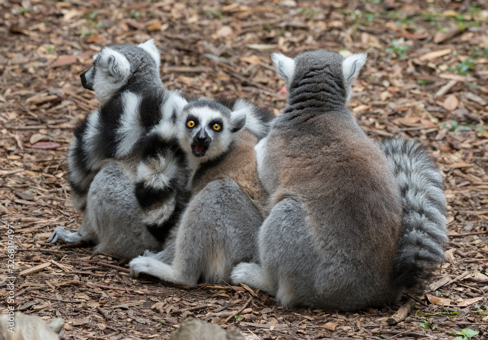 Obraz premium The ring-tailed lemur (Lemur catta)