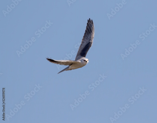 White-tailed Kite (Elanus leucurus) howering in the sky