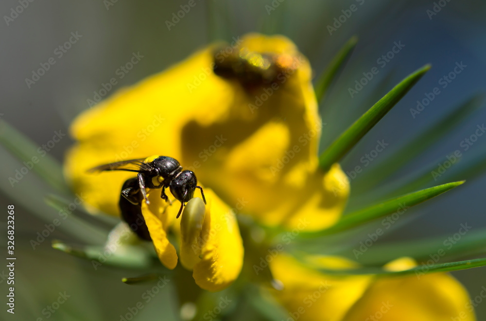 Insect on flower, Muogamarra Nature Reserve Australia Insect on flower, Muogamarra Nature Reserve Australia