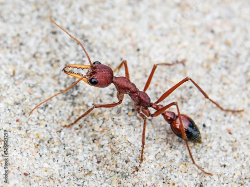 Bull ant, Australia