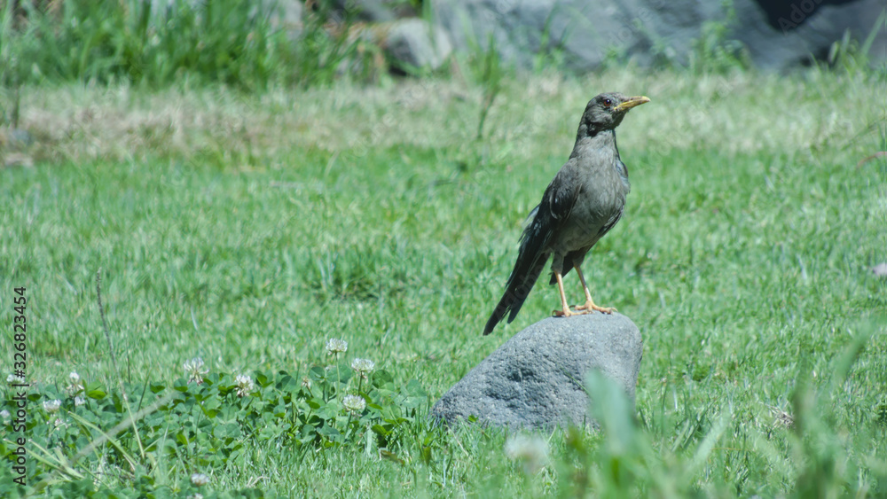 Photograph showing a Peruvian bird, a thrush turdidae standing in the middle of a grassy field watching with curiosity, caution and fear towards the camera. Photograph showing a Peruvian bird, a thrush turdidae standing in the middle of a grassy field watching with curiosity, caution and fear towards the camera.
