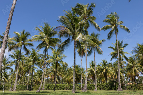 Landscape view of coconut palms and beautiful blue sky in Bahia beach, Brazil.