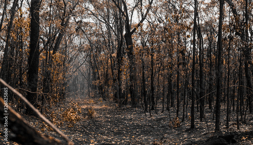 Bushfire recovery with fog 
