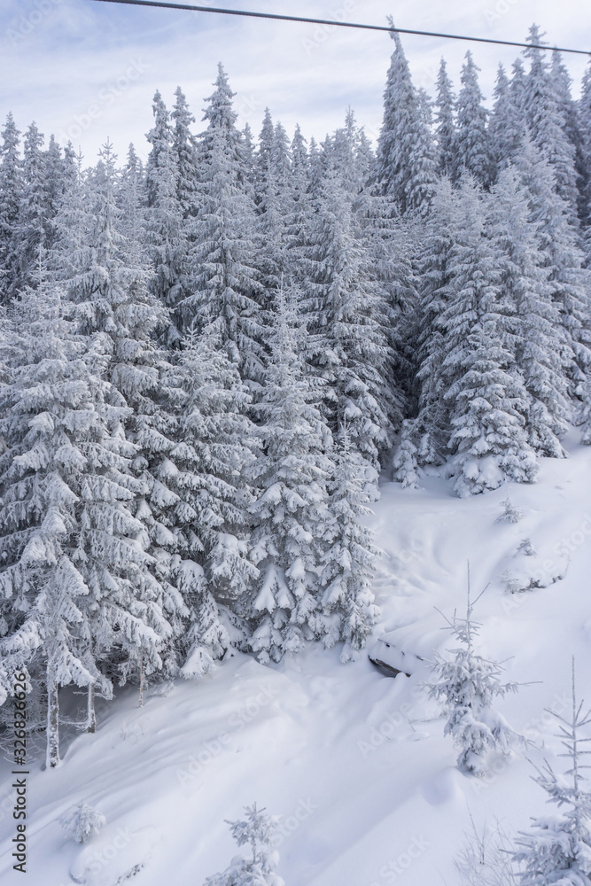 Snowy forest on the mountain slopes of Slovakia Snowy forest on the mountain slopes of Slovakia