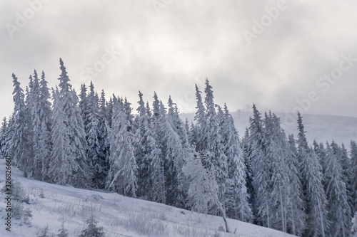 Snowy forest on the mountain slopes of Slovakia