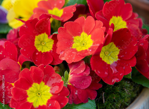 Bright red primrose with a yellow center, water droplets on the petals. Floral background.
