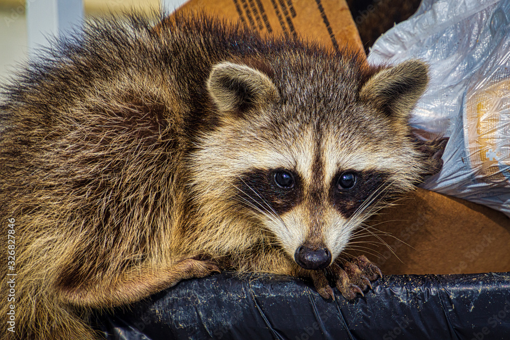 Raccoon on the edge of a trash can