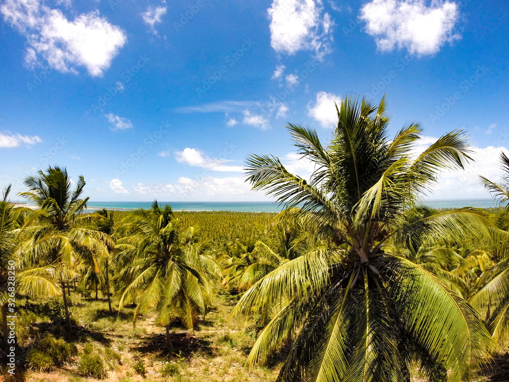 Obraz premium Coconut palm plantation with a beautiful beach in the background