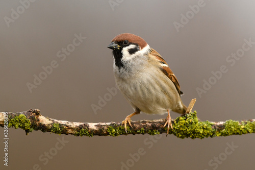 Tree sparrow (Passer montanus) close up photo
