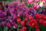 Holiday or birthday panoramic background with tulip flowerbed.