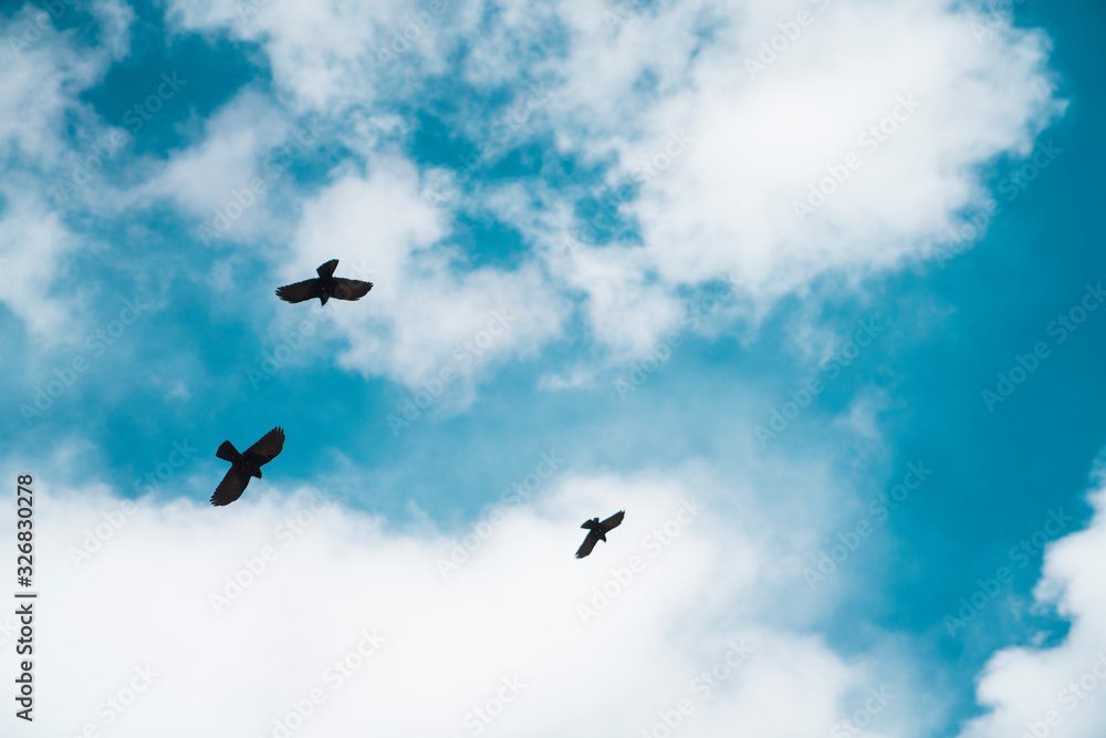 Flying birds in blue sky with white clouds.