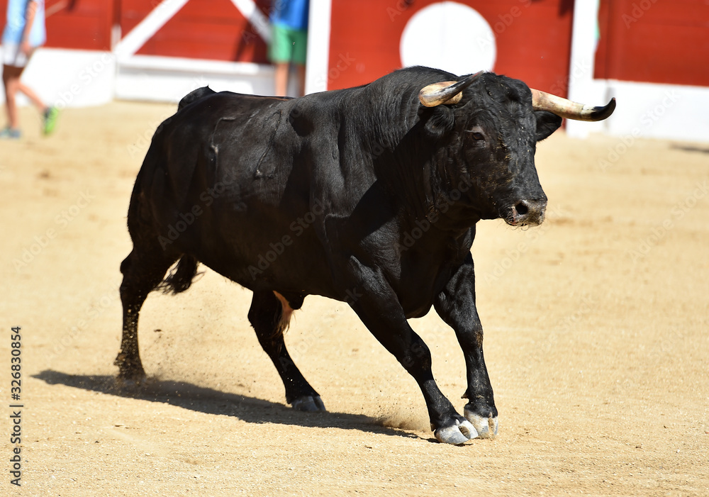toro bravo español corriendo en una plaza de toros toro bravo español corriendo en una plaza de toros