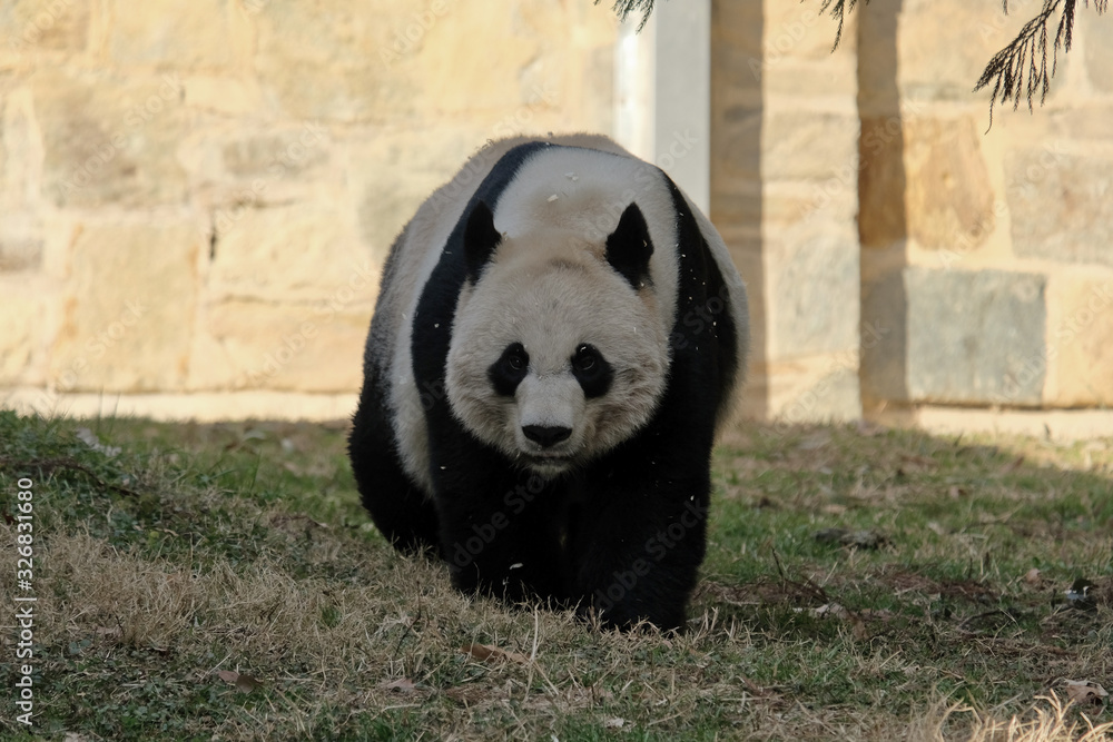 Giant panda (Ailuropoda melanoleuca) walking and playing outdoors