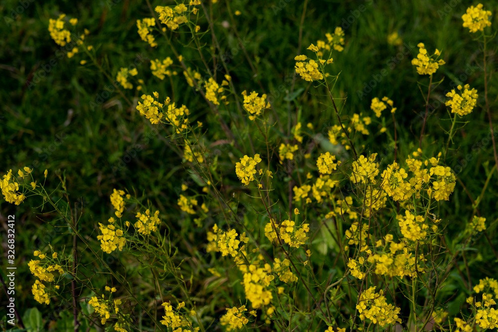 Obraz premium 黄色の花