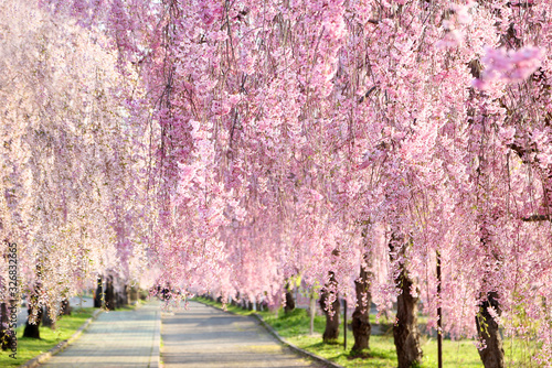 喜多方 日中線 しだれ桜並木