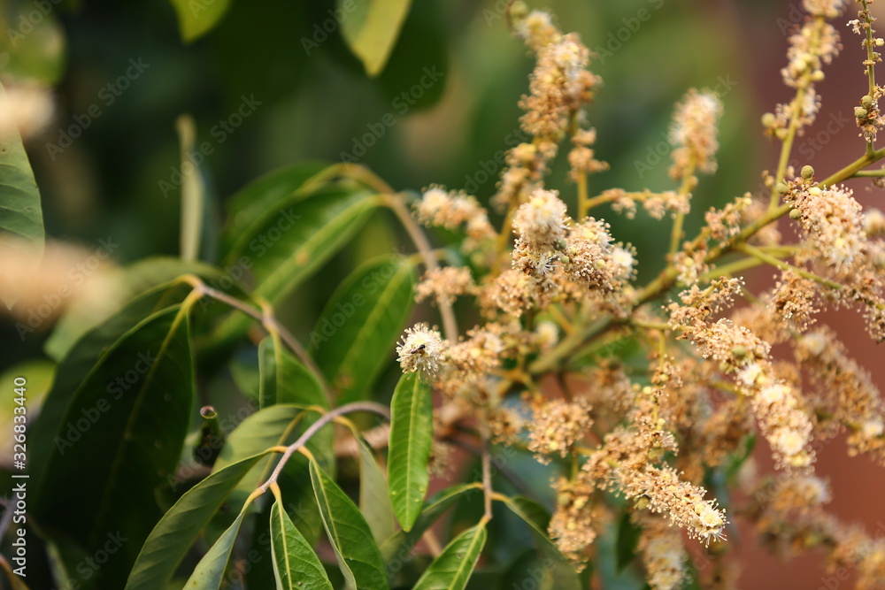 Longan flowers Longan flowers