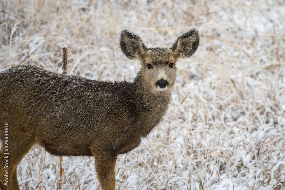 Obraz premium deer in the snow