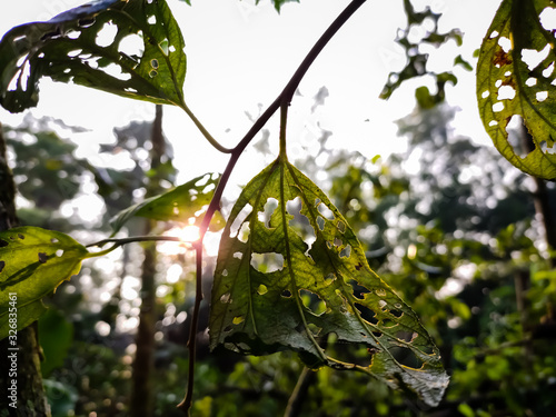 Natural macro photography in the morning. photo