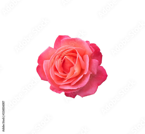 Full bloom rose isolated on white background