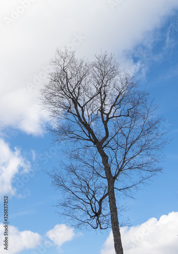 Bare branches of a solitary tree reach toward a beautiful blue and white winter sky