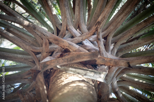 Palm Tree Close Up