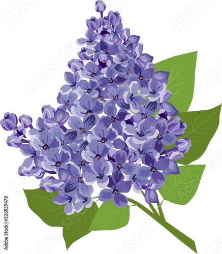 a sprig of a beautiful lilac flower is a very beautiful vector illustration