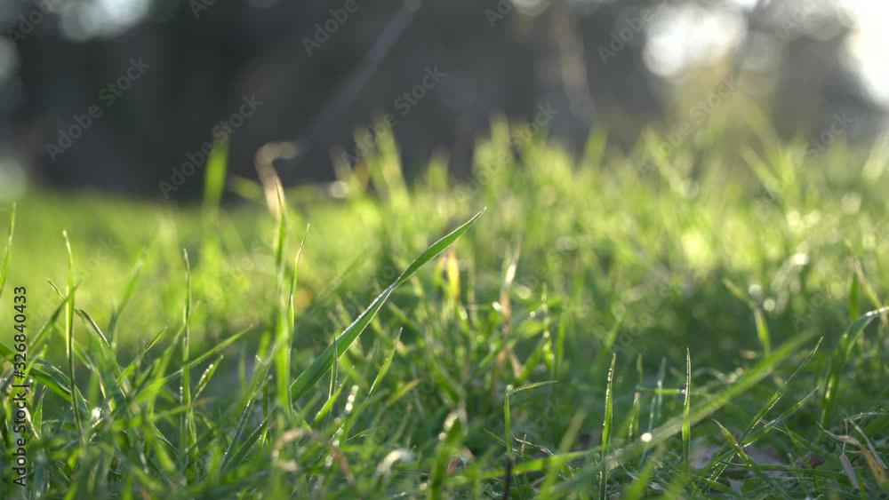 Close up on fresh green grass on a windy sunny day in the afternoon Close up on fresh green grass on a windy sunny day in the afternoon