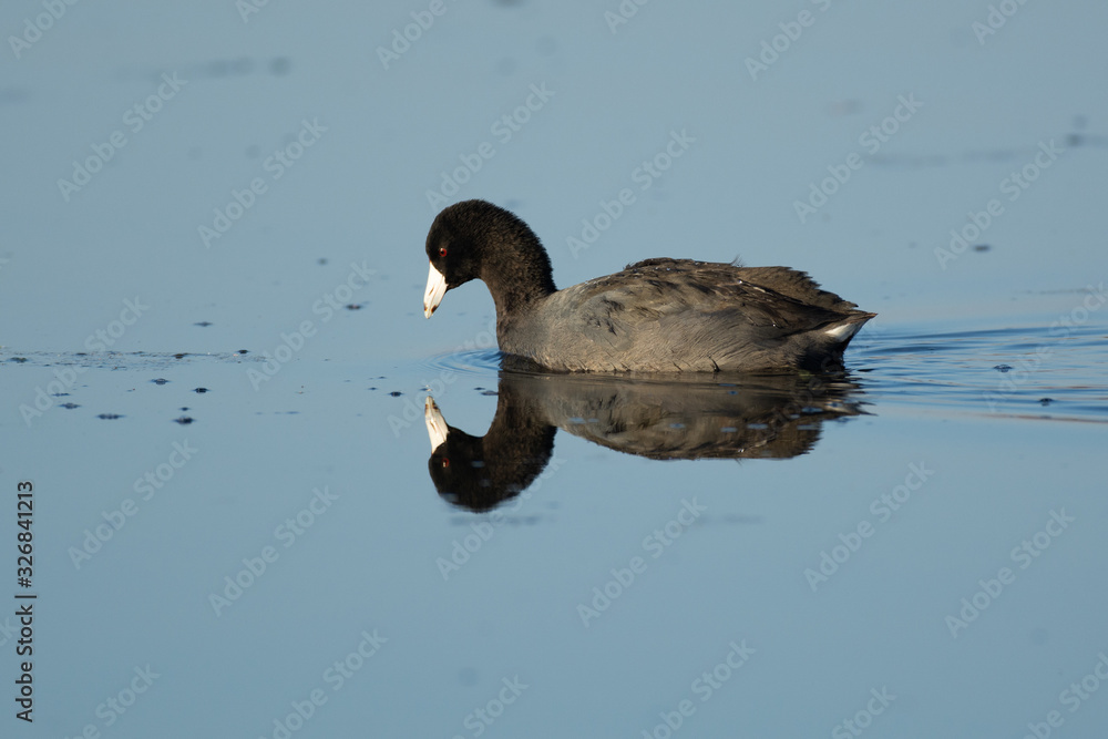 Fototapeta premium American Coot water bird looking down a reflection.&nbsp;