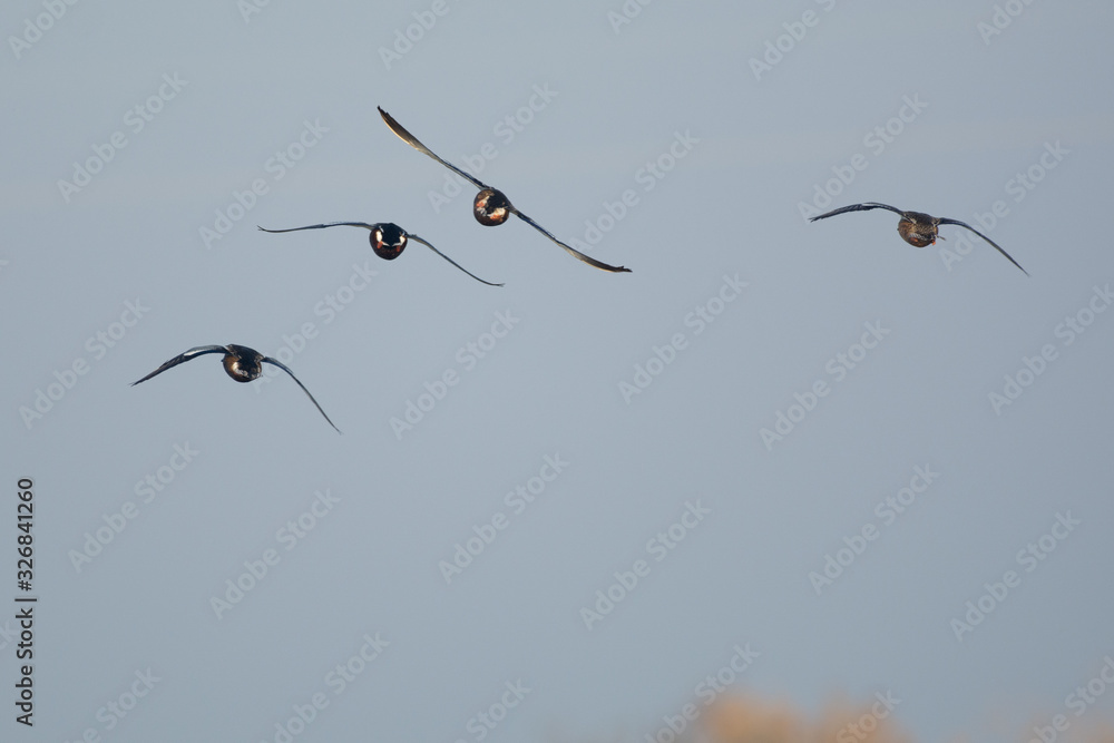 pintail duck flock waterfowl flying migration pintail duck flock waterfowl flying migration