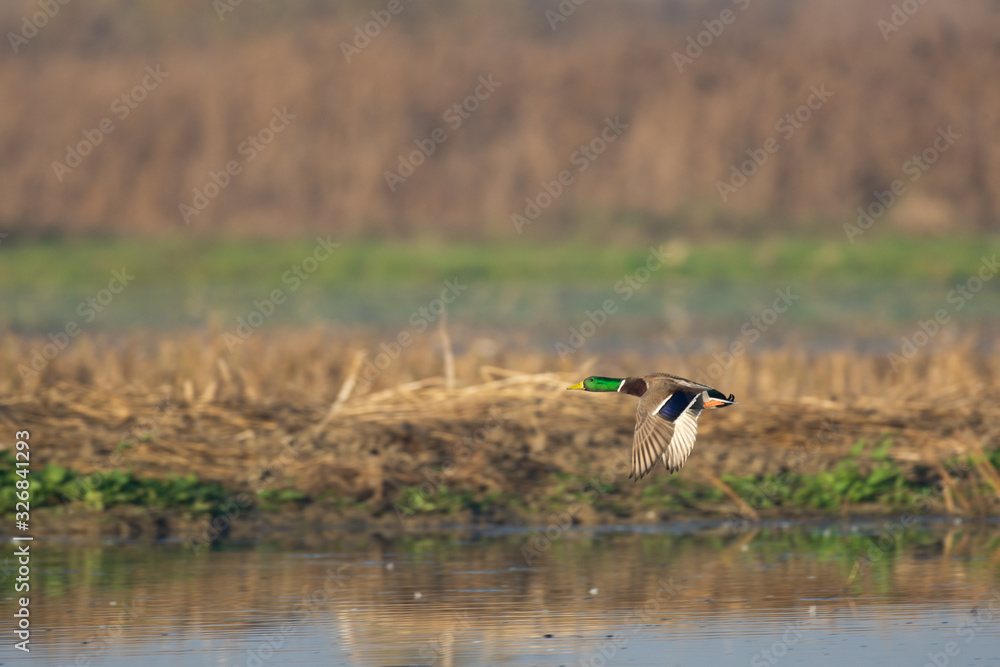 mallard duck drake male flying low over wetlands water. mallard duck drake male flying low over wetlands water.