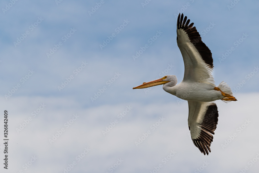 Pelican Flying with Large Wing Span Close Up Pelican Flying with Large Wing Span Close Up