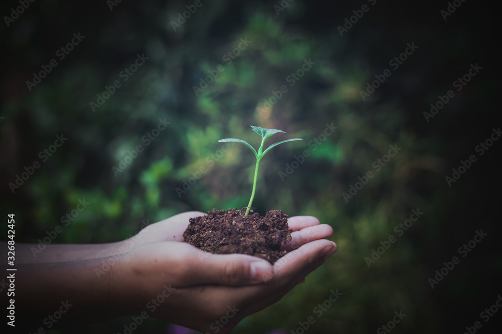 Hand nurturing young baby plants growing in germination sequence on fertile soil Hand nurturing young baby plants growing in germination sequence on fertile soil