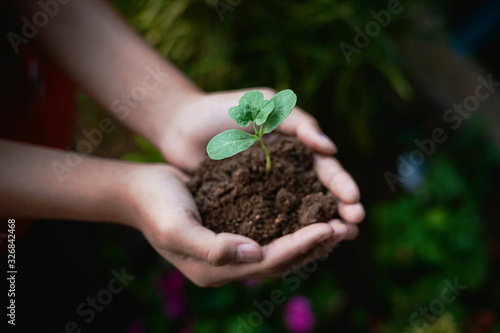 Hand nurturing young baby plants growing in germination sequence on fertile soil