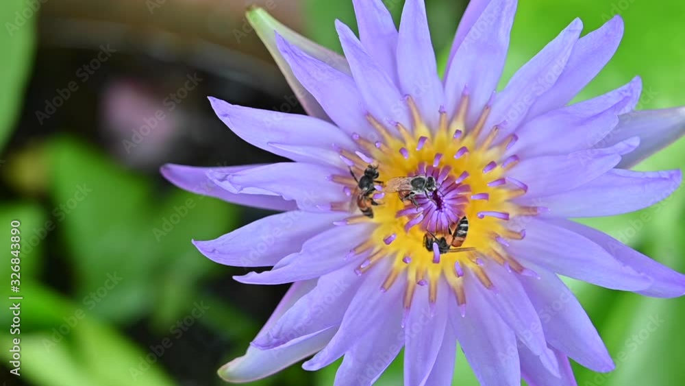 Lotus flower with bee on Lotus flower. Close up of a beautiful pink lotus flower is blooming in sunshine,Nature concept Lotus flower with bee on Lotus flower. Close up of a beautiful pink lotus flower is blooming in sunshine,Nature concept