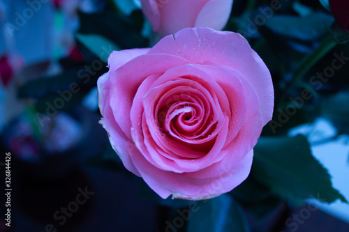 Beautiful pink rose with cold temperature