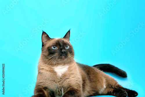 a fat Siamese cat lies on a blue background