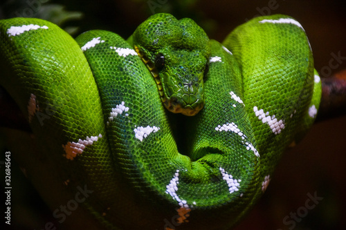 Green and yellow snake